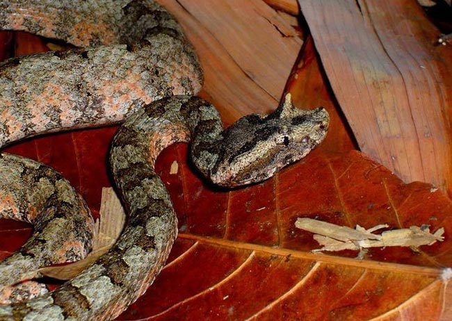 Loài rắn này chỉ xuất hiện tại một số vùng núi cao của Việt Nam, chưa được ghi nhận ở địa điểm nào khác trên thế giới.